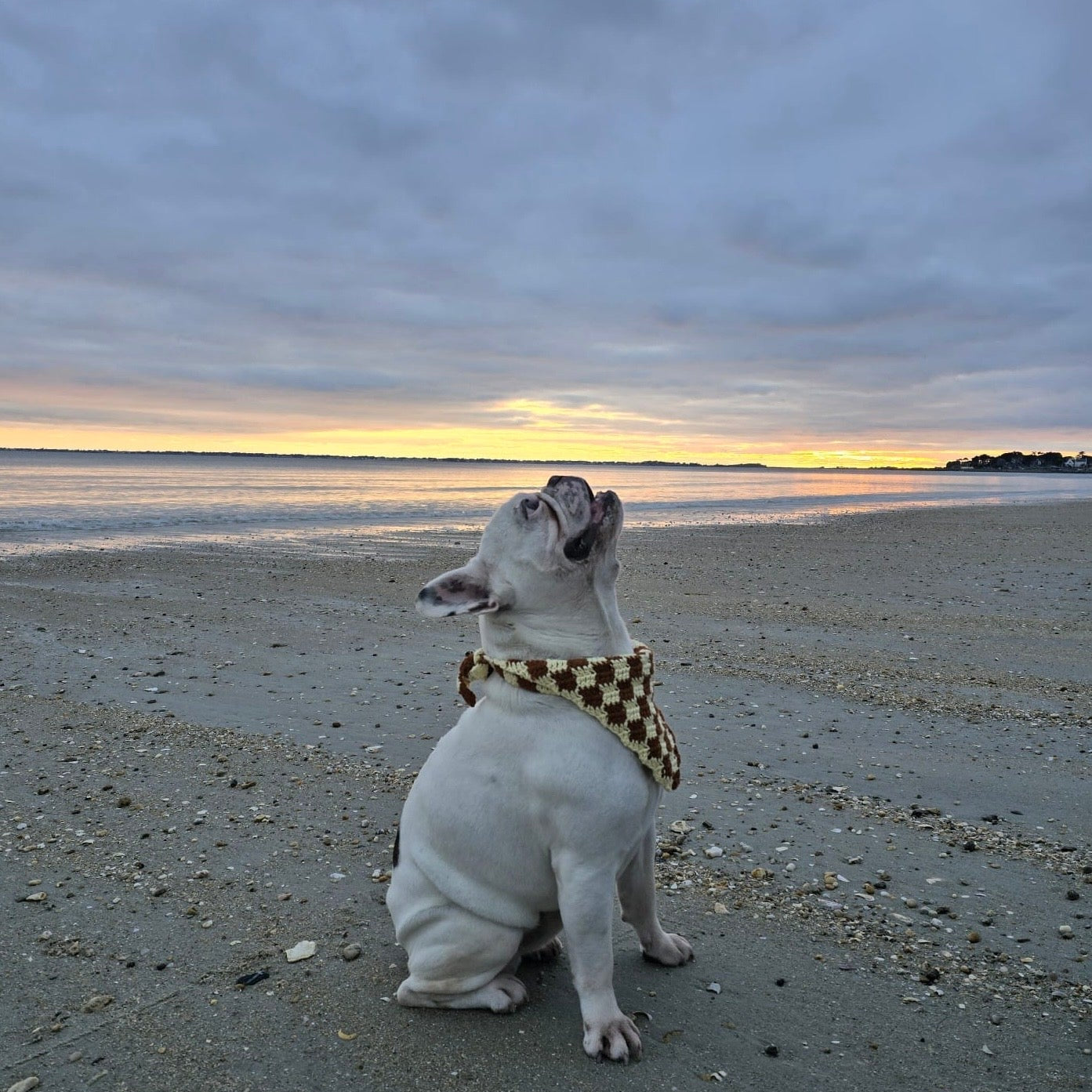 Celui de ton chien